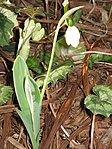 Galanthus elwesii