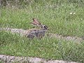 African savanna hare