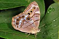 Northern Pearly-eye in Occoquan Bay National Wildlife Refuge, Woodbridge, Virginia