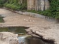 Papere alla foce del torrente Nervi