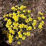 Linum maritimum