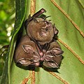 Neotropical fruit bats in Tortuguero National Park.