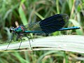 Thumbnail for File:Calopteryx splendens 20050729 504.jpg