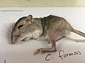 long-tailed pocket mouse