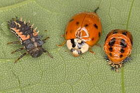Larva (left), adult (center), and pupa (right)