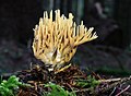 !Ramaria flaccida!