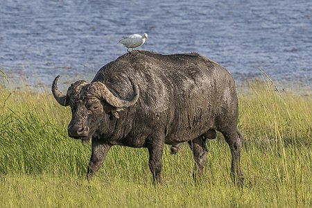 Syncerus caffer caffer (African buffalo) ♂ with Bubulcus (cattle egret)