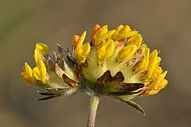 Anthyllis vulneraria inflorescence - Niitvälja