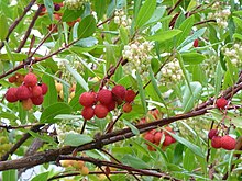 Strawberry tree