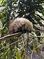 Mexican hairy dwarf porcupine