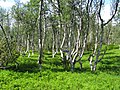 Image 39A stand of mountain birch at around 750 m in Trollheimen, typical of Scandinavian subalpine forests (from Montane ecosystems)