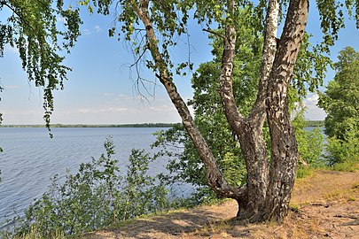 On the bank of the Sestroretsky flood in the Sestroretsky Swamp nature Reserve