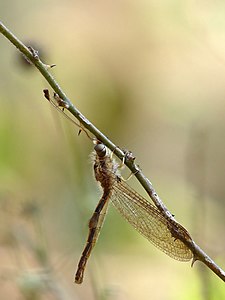 ♂ Ascalaphus sinister