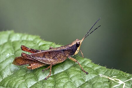 Pseudaristia oxycodia Antioquia