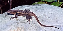 Sceloporus v. variabilis, Tamaulipas, Meksika (14 Ekim 2005).