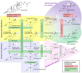 Steroidogenesis, using cholesterol as building material