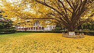 جامعة بكين خلال الخريف. الحرم الجامعي مغطى بالذهب.