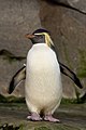 Northern Rockhopper Penguin Eudyptes moseleyi