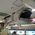 megamouth shark