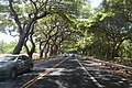 A tunnel of Monkeypod Trees on Hawaii Route 30, Maui.