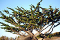 Cupressus macrocarpa