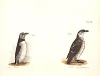 Plate CXXXIV, Atlantic puffin left, and little auk right