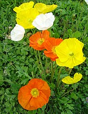 Island-Mohn (Papaver nudicaule)