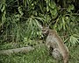 Florida panther