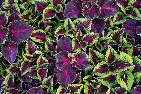 Coleus scutellarioides (cultivars) - Jardin universitaire Roger-Van den Hende, Quebec 36