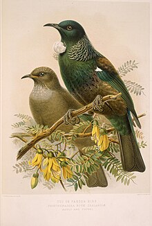 Two tūī birds, a male and female, perched on a kōwhai branch with leaves and blossoms below