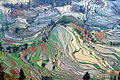 Abstract pattern of terraced rice fields