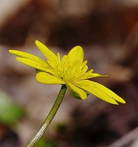 Ficaria verna (Lesser Celandine)