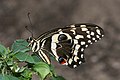 Citrus Swallowtail