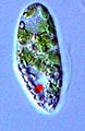 Euglena sp. (Euglenales)