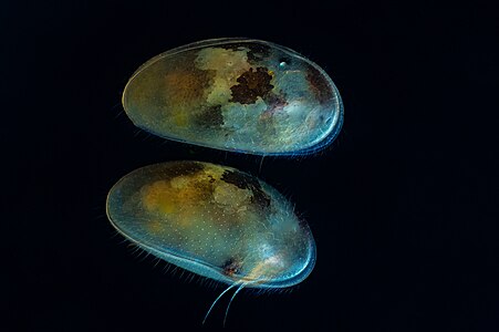 Ostracod3