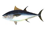 Thumbnail for Atlantic bluefin tuna