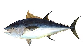 Thunnus thynnus.