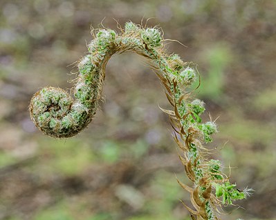 Polystichum setiferum