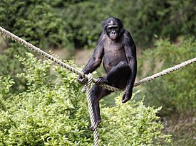 Bonobo (Pan paniscus)