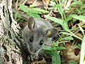 eastern deer mouse