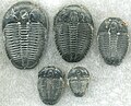 Image 72Trilobites first appeared during the Cambrian period and were among the most widespread and diverse groups of Paleozoic organisms. (from History of Earth)