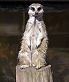 Meerkat