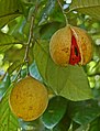 Плід Myristica fragrans