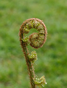 Dryopteris filix-mas (Male Fern)