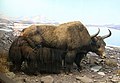 wild yak