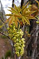 The 10–15-centimetre (4–6-inch)-long raceme of greenish-yellow flowers appear as the leaves are developing in the spring.