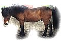 Faroe pony (cat)