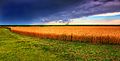 Image 18Kansas summer wheat and storm panorama (from Kansas)