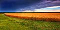 Image 25Kansas summer wheat and storm panorama (from Kansas)