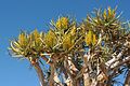 Die blomme van die kokerboom in Mei te Augrabies- Nasionale Park.